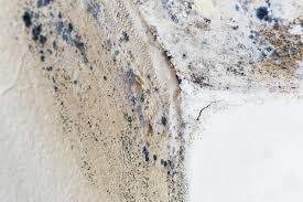 Best Emergency Mold Remediation  in Cullman, AL